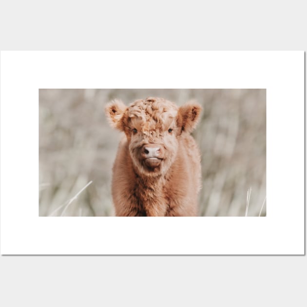 Scottish Highland Cow Baby Calf Wall Art by Melissa Peltenburg Travel Photography